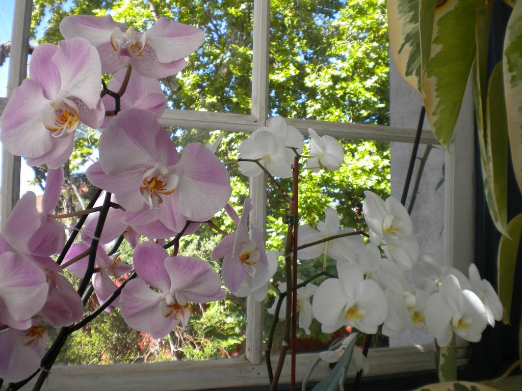 토레스노봐스 Casa Dos Vargos B&B 외부 사진